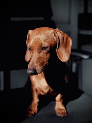 Dackel Brida Brauner Dackel sitzt auf schwarzem Schreibtischstuhl